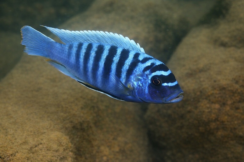 Maylandia zebra 'Nametumbwe'